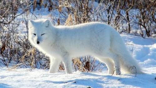 arctic fox.jpg.560x0_q80_crop-smart.jpg